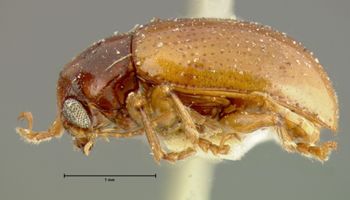 Media type: image;   Entomology 5063 Aspect: habitus lateral view